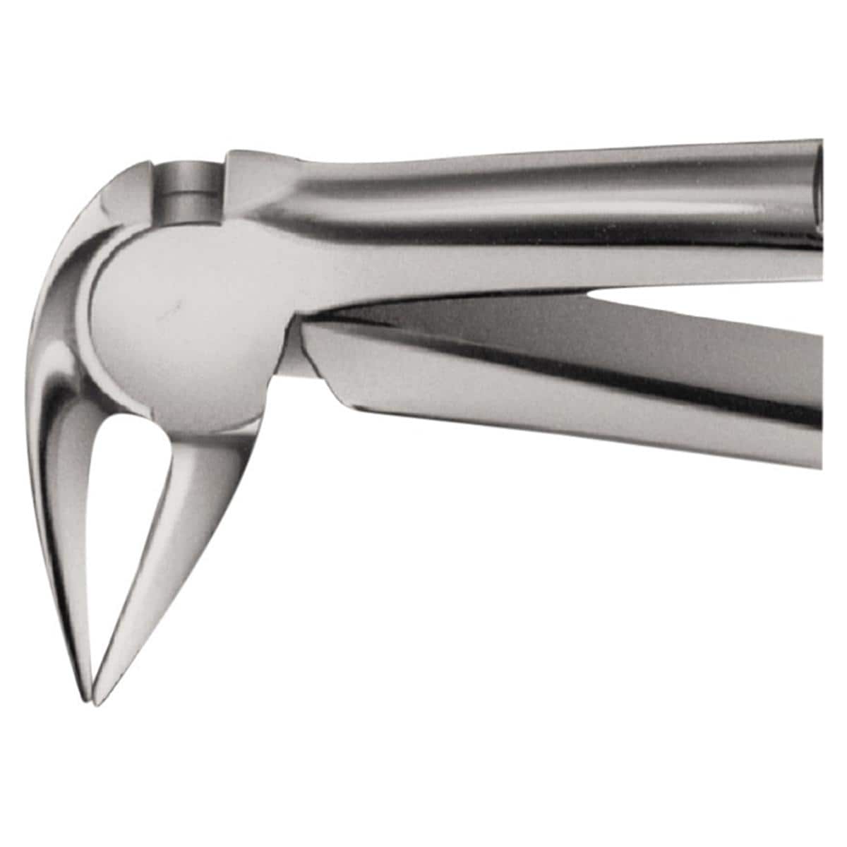 Daviers Anatomica - Figure Fener (DG729R), racine en bas - bec long