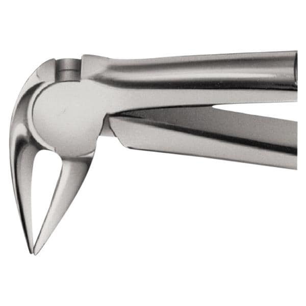 Daviers Anatomica - Figure Fener (DG729R), racine en bas - bec long