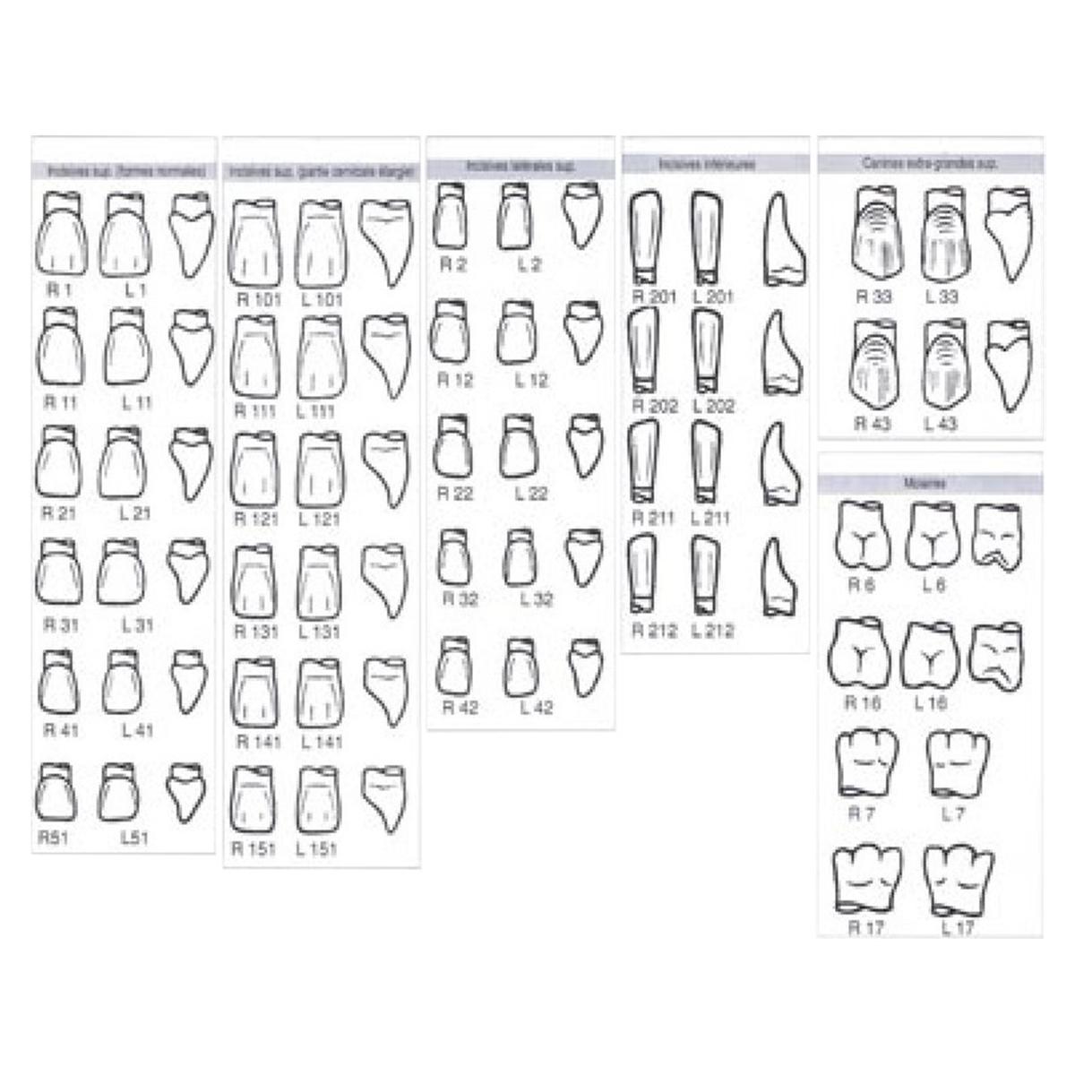 Couronnes Pella - pr�molaires - RL4