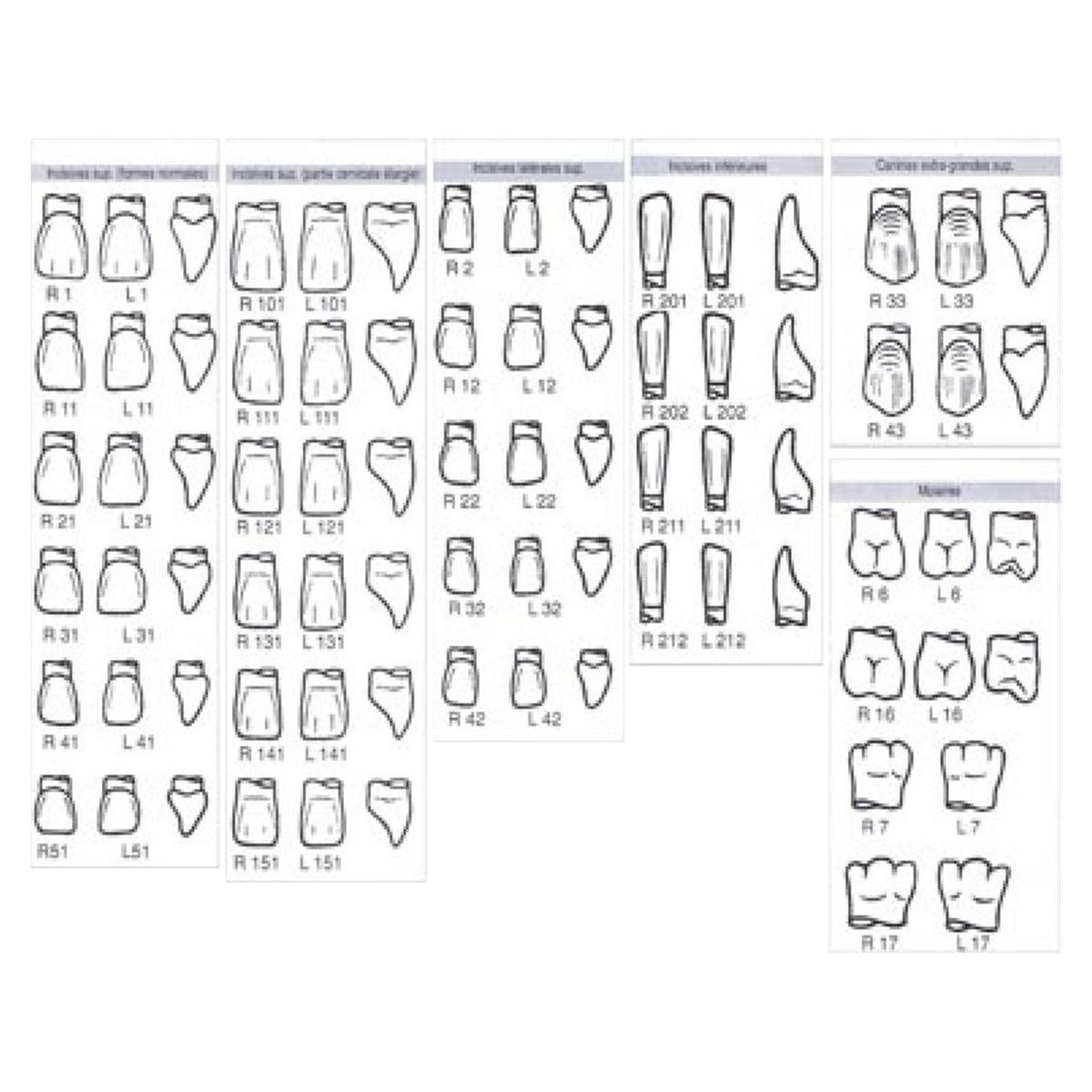 Couronnes Pella - molaires - RL16