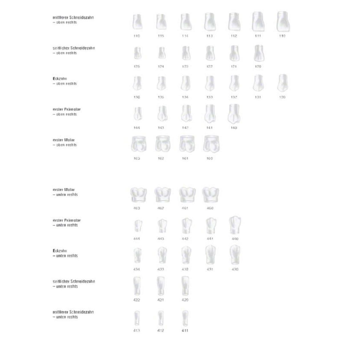 Stripkronen lateraal incisief - Boven, 120