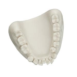 Mod�le d'hygi�ne dentaire - beige/blanc