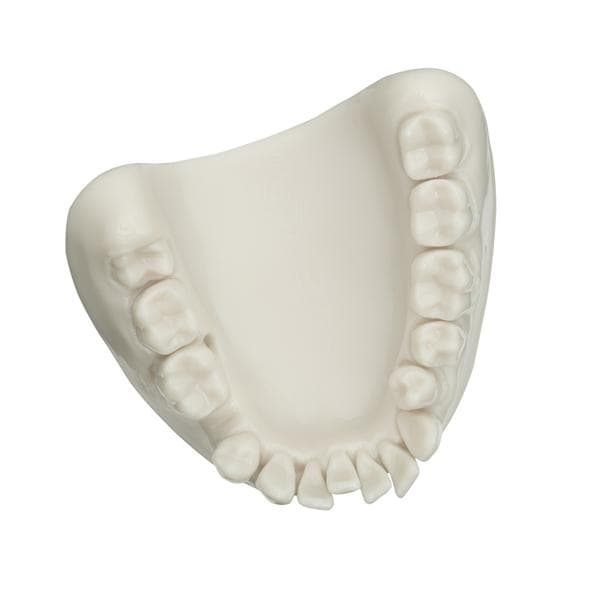 Mod�le d'hygi�ne dentaire - beige/blanc